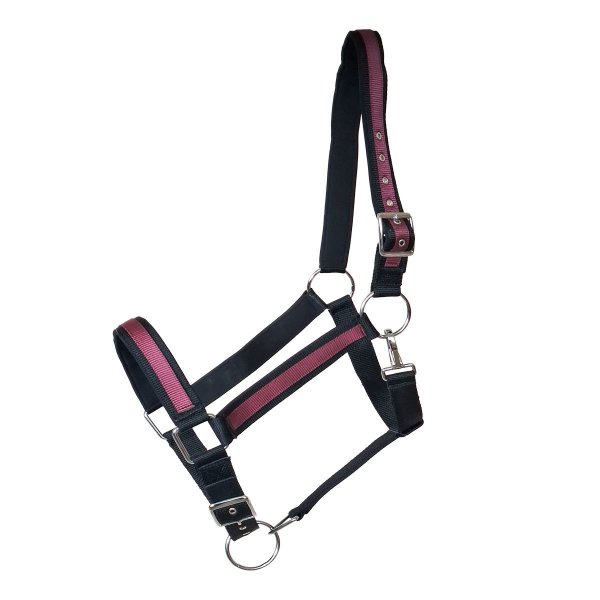 Kaltbluthalfter "Big Boy"