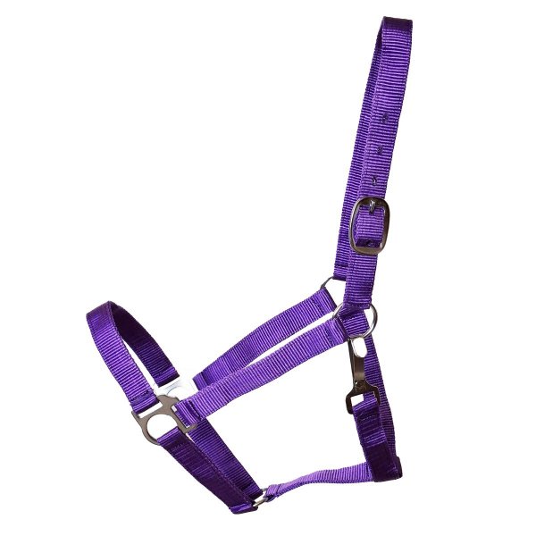 Stall- und Weidehalfter Standard Shetty lila