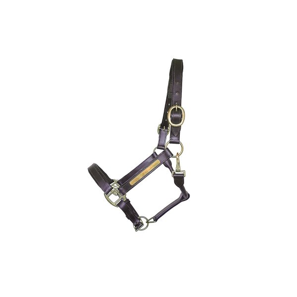 Lederhalfter mit Gravurplatte Cob